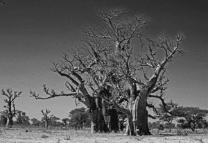 Baobab - bw Baobab