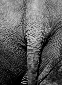 Elephant going away, Ko Chang, Thailand (2008) Photo (c) Karen Abrahamson Elephant going away, Ko Chang, Thailand (2008) Photo (c) Karen Abrahamson