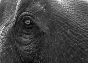 Wisdom, The eye of the dowager elephant, Ko Chang (2008) Photo (c) Karen Abrahamson Wisdom, The eye of the dowager elephant, Ko Chang (2008) Photo (c) Karen Abrahamson