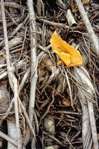 Leaf and root - Wat Phra Keaw