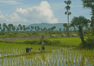 Rice Farming, Kampot, Cambodia Rice Farming, Kampot, Cambodia