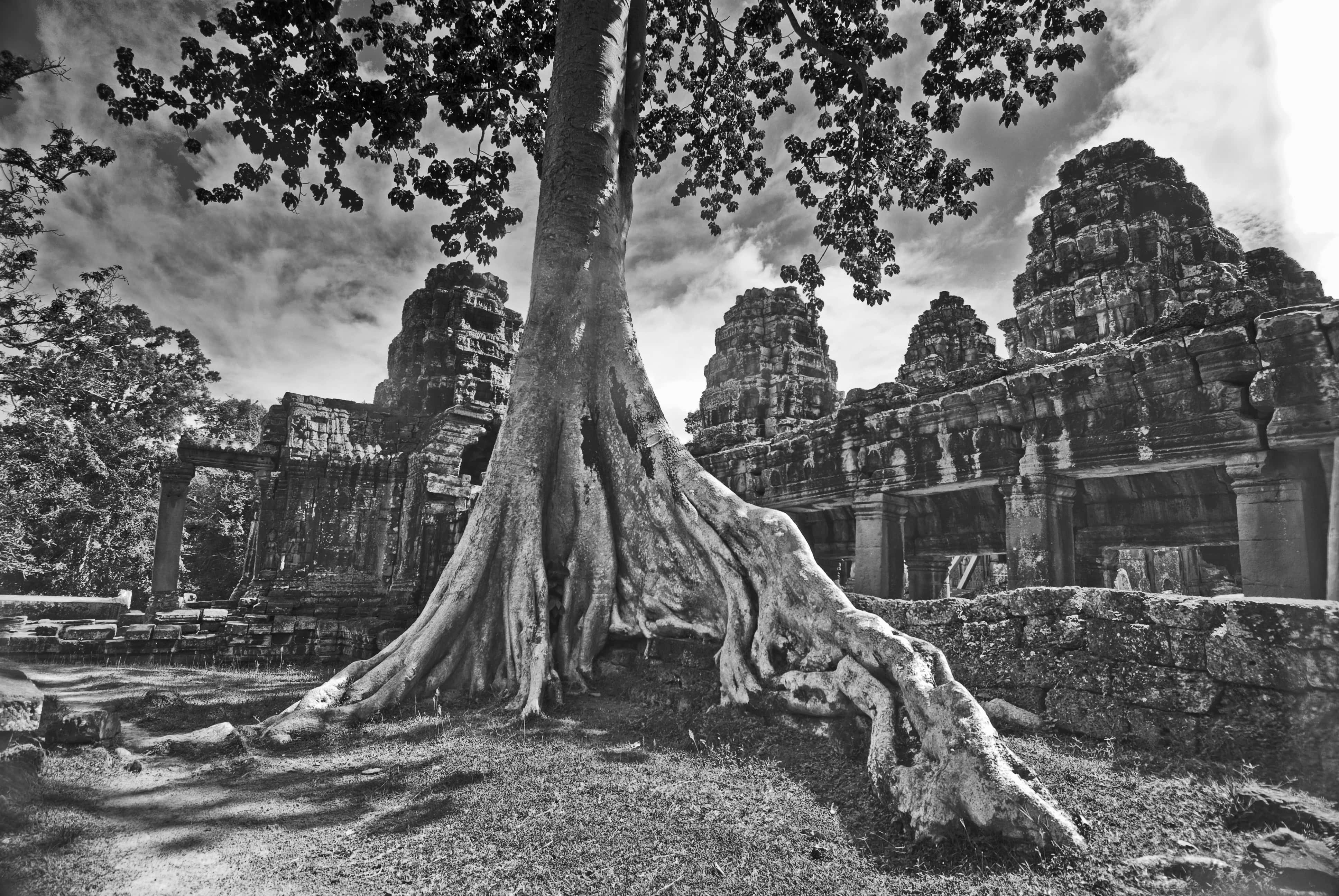 Fromages tree at Bateay Kdrei temple, Angkor, Cambodia Fromages tree at Bateay Kdrei temple, Angkor, Cambodia