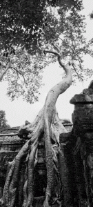 Fromages Tree, Ta Phrom, Angkor, Cambodia (2008)