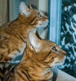 The bengal boys watch their first snow. The bengal boys watch their first snow.