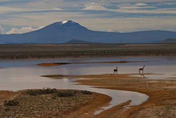 Vicunas in lake with El Misti in the background. As I looked closer I realized the anmal on the right is dying. (2011) Photo (c) Karen Abrahamson Vicunas in lake with El Misti in the background. As I looked closer I realized the anmal on the right is dying. (2011) Photo (c) Karen Abrahamson