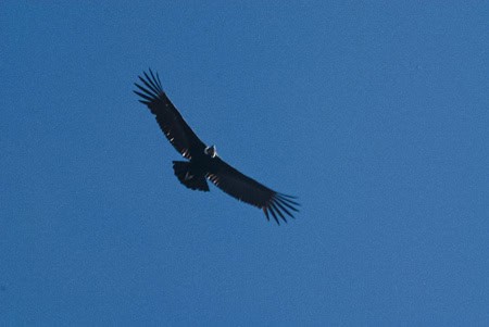 Condor, Condor del Cruz (2011) Photo (c) Karen Abrahamson Condor, Condor del Cruz (2011) Photo (c) Karen Abrahamson