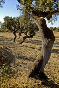 DSC_0042 trees toward marvao